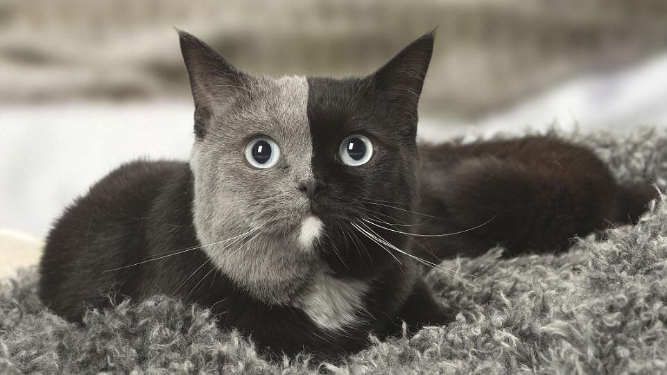 Кошка с двумя лицами умилила сеть: волшебные фото