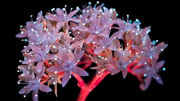 Ультрафіолетові квіти: фотограф показав дивовижні знімки, зроблені на об’єктив для розслідувань Ультрафіолетові квіти: фотограф показав дивовижні знімки, зроблені на об’єктив для розслідувань