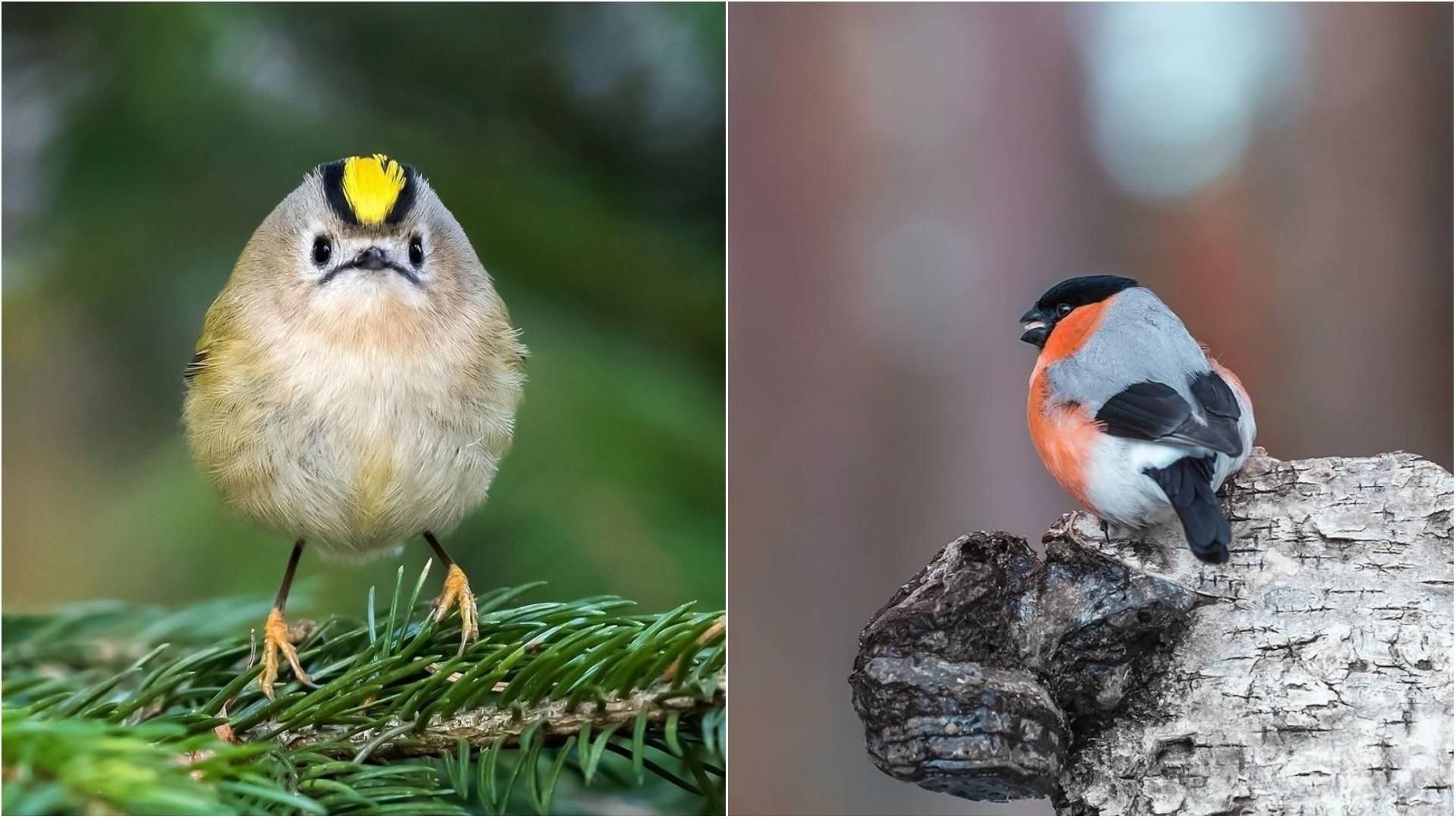 Angry Birds існують: фотограф з Фінляндії робить дивовижні фото птахів