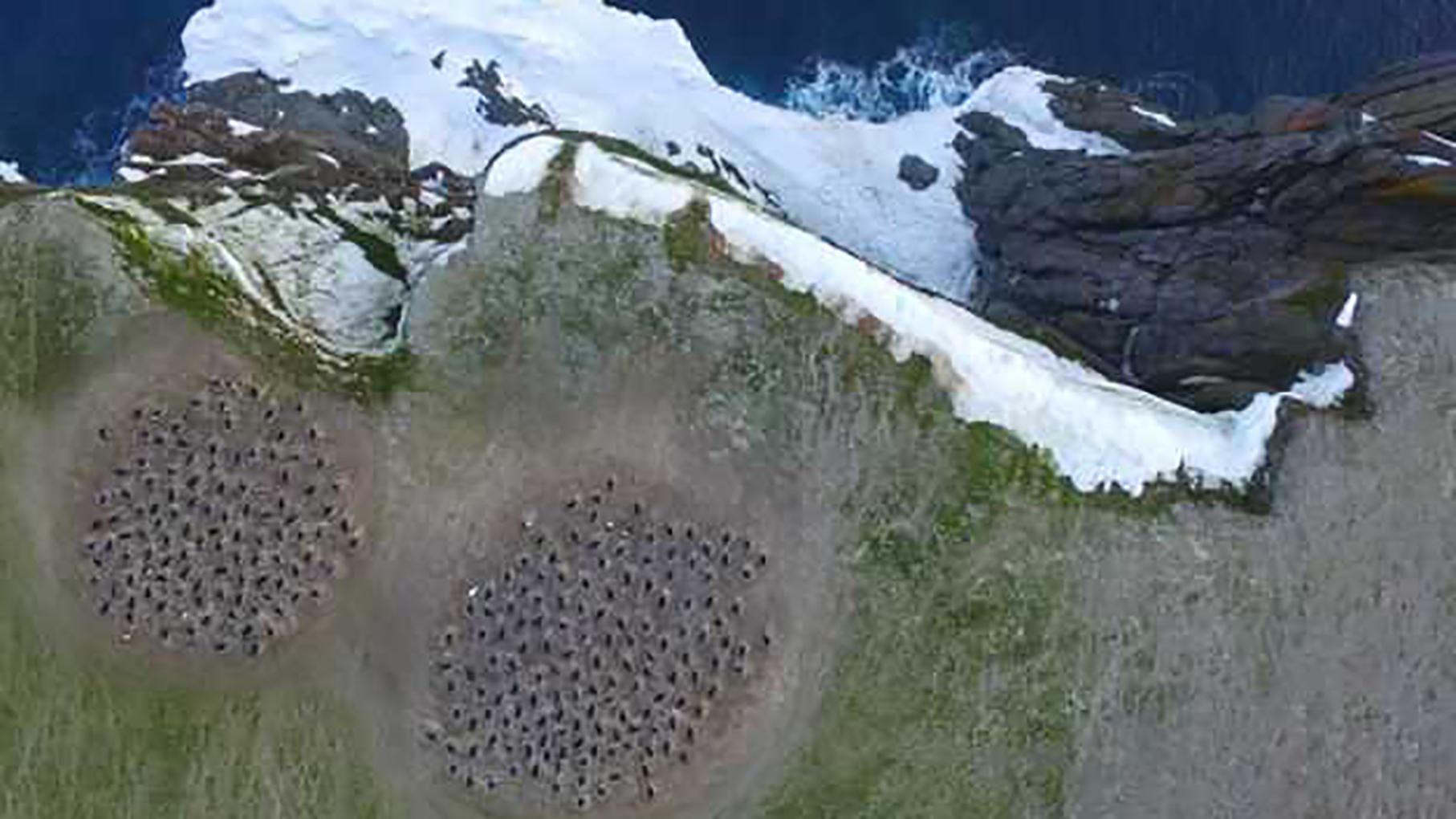 Из космоса обнаружили огромную колонию пингвинов