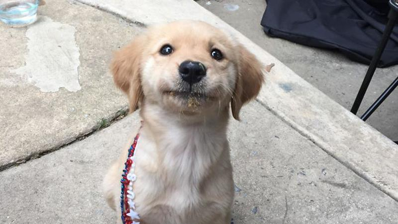 Ученые определили, как правильно говорить с собаками