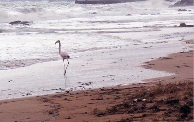 На пляж в Крыму прилетел розовый фламинго: фото