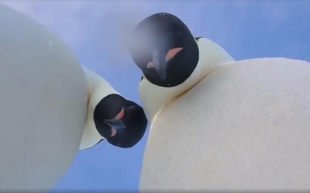 Забавные пингвины нашли камеру и сделали селфи: милое видео