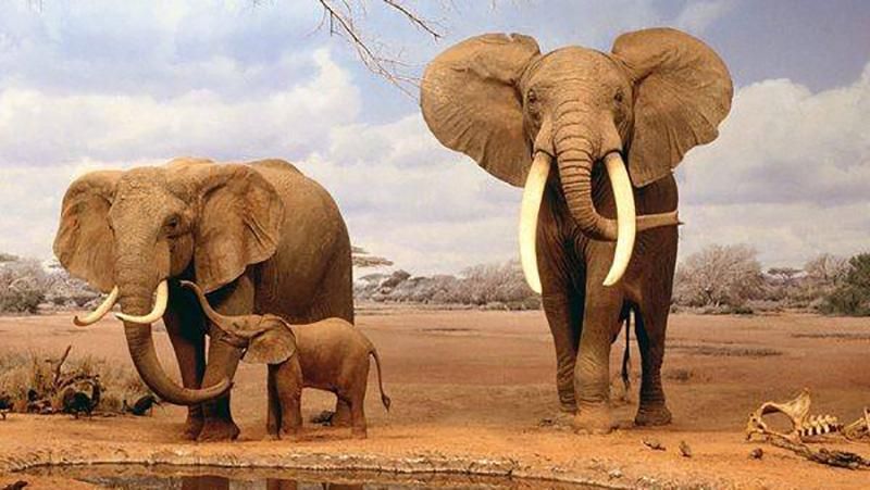 Науковці пояснили, чому слони рідко хворіють на рак