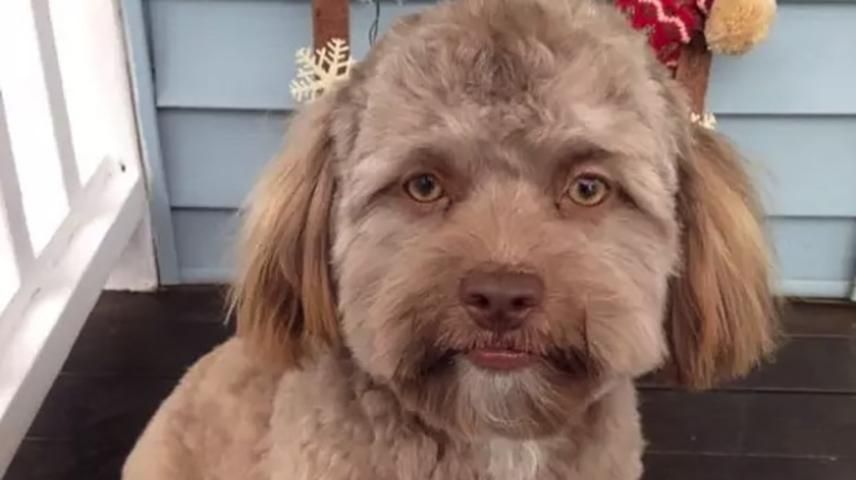 В мережі шаленіють від собаки з людським обличчям: кумедні фото