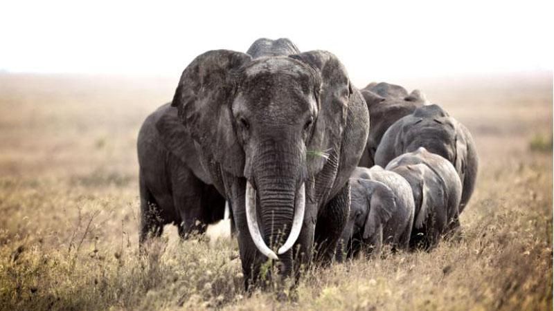 Вчені зробили тривожну заяву про велике вимирання тварин Вчені зробили тривожну заяву про велике вимирання тварин