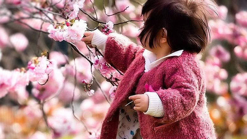 В Японії розцвіли перші сакури: казкові фото В Японії розцвіли перші сакури: казкові фото