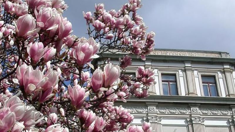 Квіти магнолії перетворили Стамбул на казкове місто: дивовижні фото