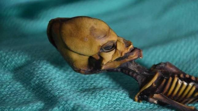Вчені розкрили таємницю скелета "інопланетянина": моторошні фото