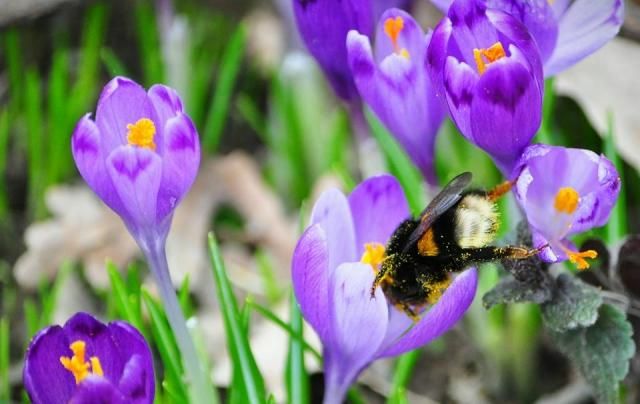 Фиолетовая сказка на Закарпатье: в дендропарке зацвел шафран – невероятные фото Фиолетовая сказка на Закарпатье: в дендропарке зацвел шафран – невероятные фото