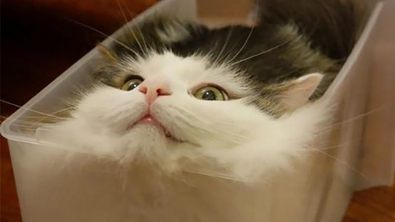 Коли коти стають "рідкими": весела фотодобірка Коли коти стають "рідкими": весела фотодобірка