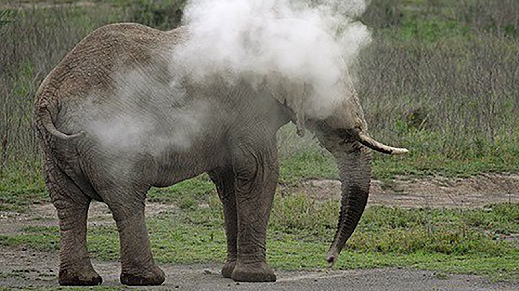 Вчені відзняли відео, на якому слониха видихає дим