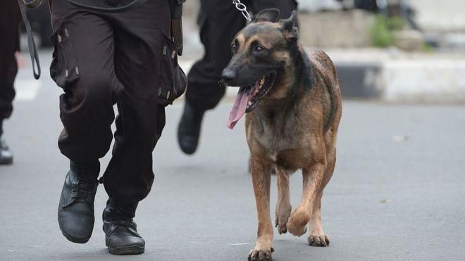 В Іспанії придумали цікавий метод, як лікувати поліцейських собак від стресу 