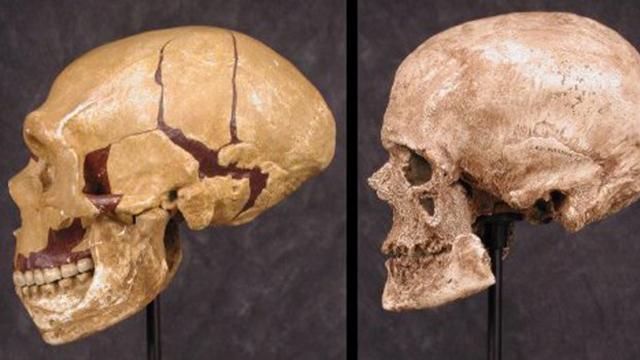 Ученые воссоздали лицо кроманьонца: фото Ученые воссоздали лицо кроманьонца: фото