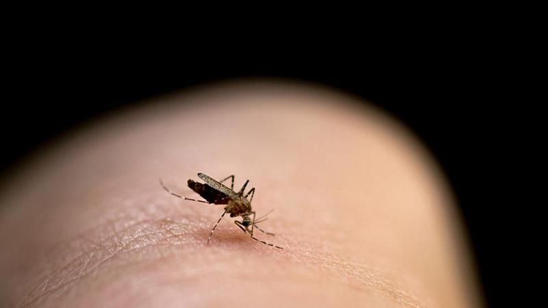 Вчені знайшли препарат, який вбиває комарів