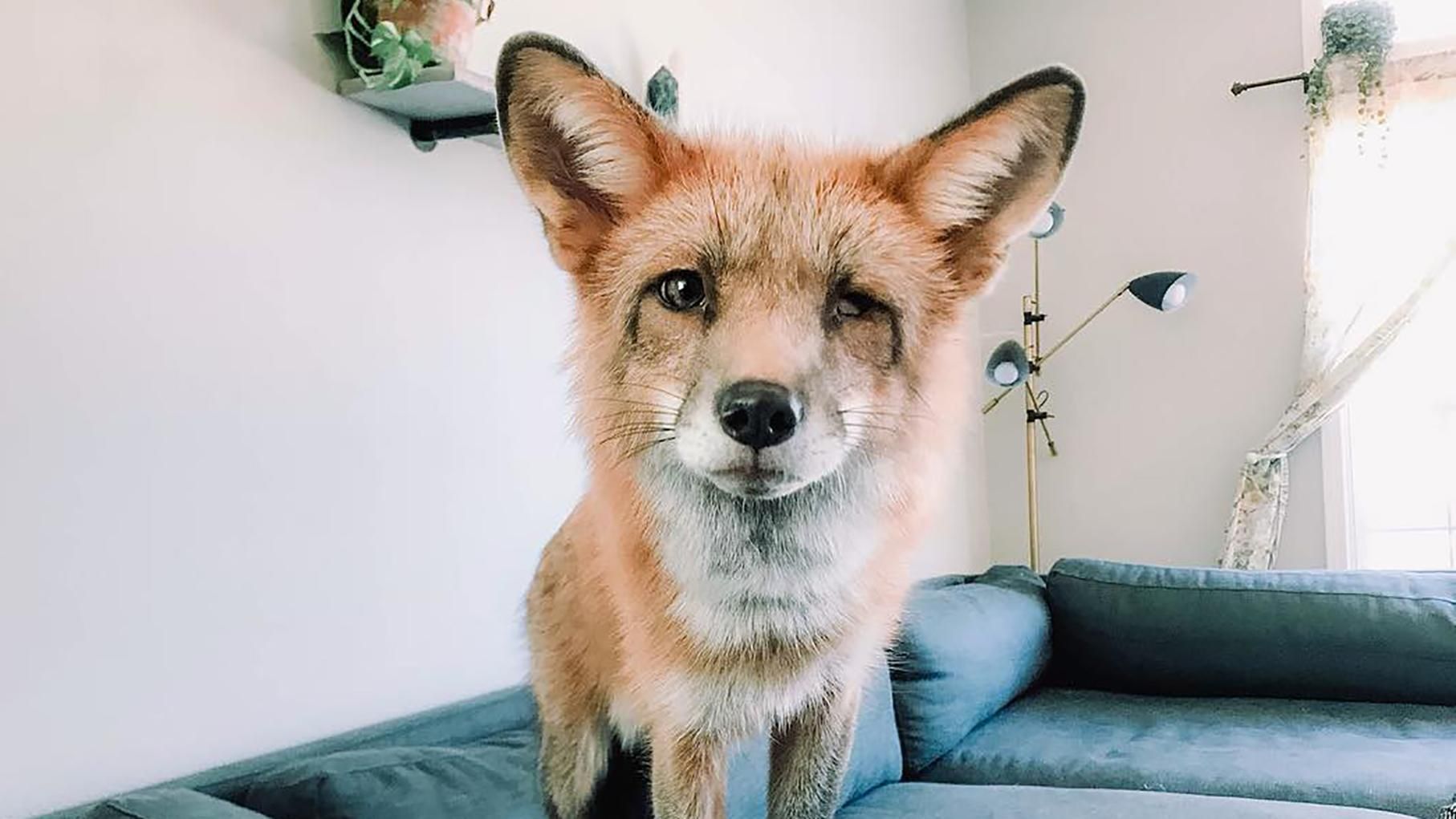 Як з лисиці зробити домашнього улюбленця: фото Як з лисиці зробити домашнього улюбленця: фото