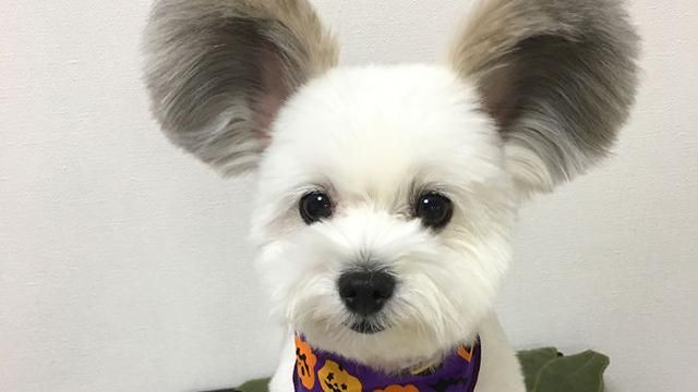 Песик розчулив мережу незвичними вухами: милі фото Песик розчулив мережу незвичними вухами: милі фото