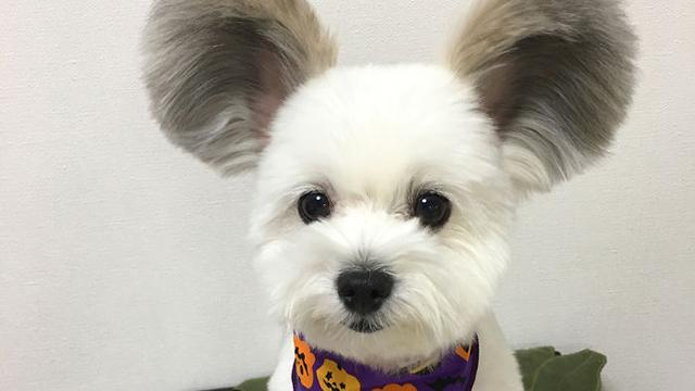 Песик умилил сеть необычными ушами: милые фото