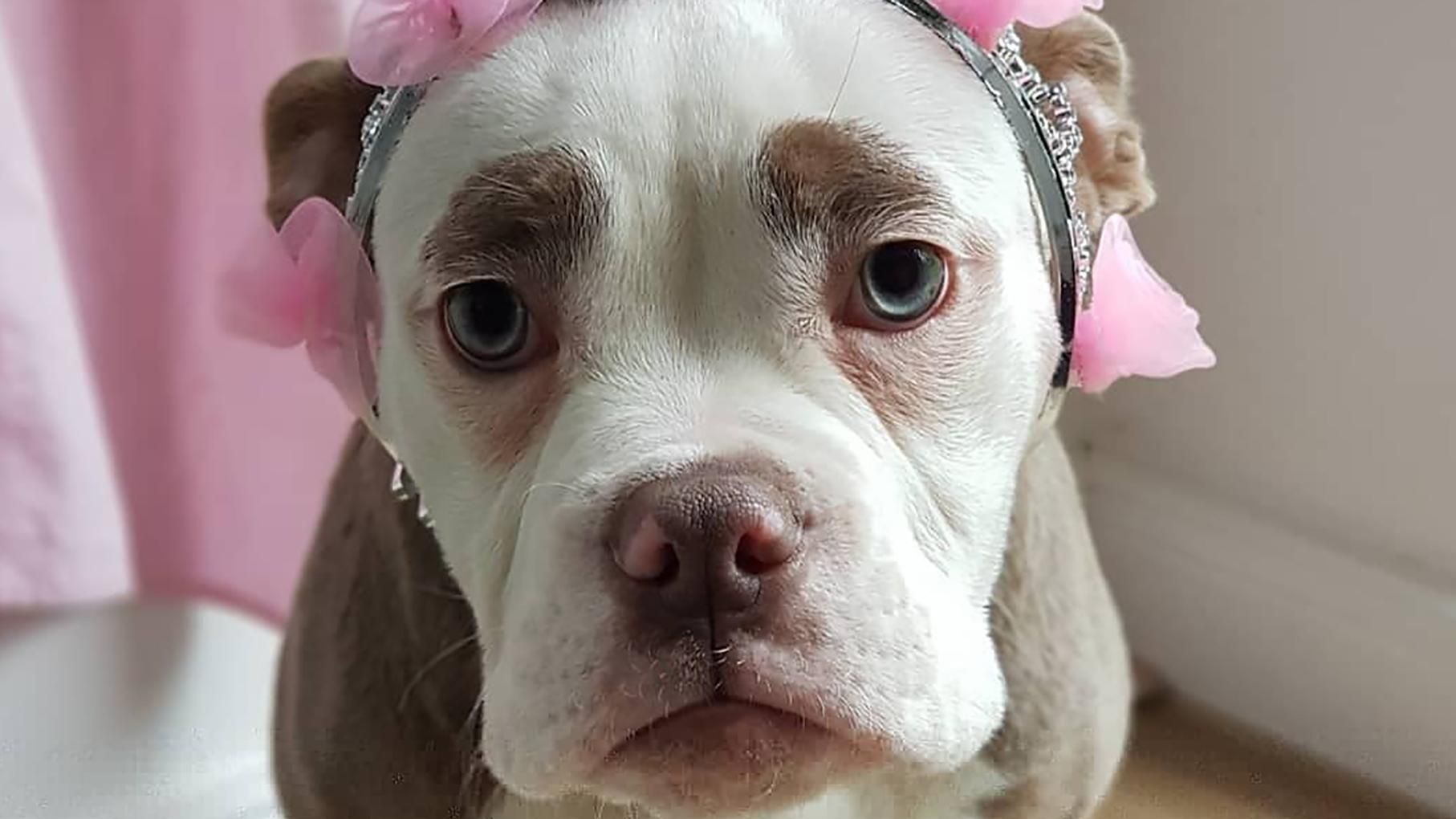 В Instagram виклали фото найсумнішої собаки в інтернеті