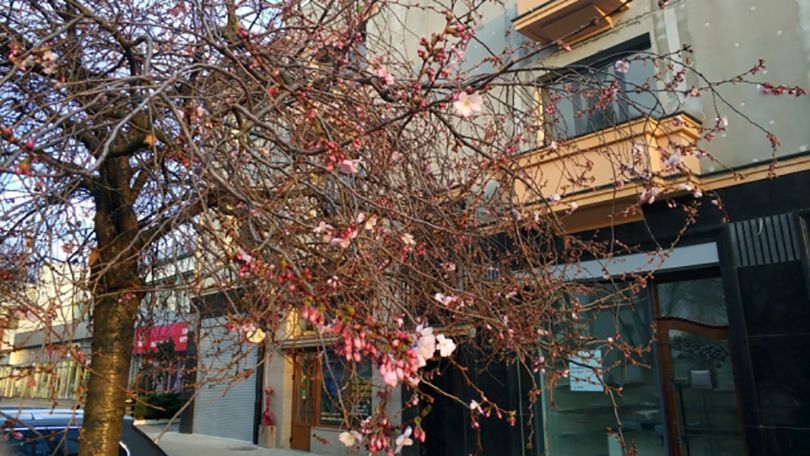 У Мукачеві раптово зацвіли перші сакури: чарівні фото У Мукачеві раптово зацвіли перші сакури: чарівні фото