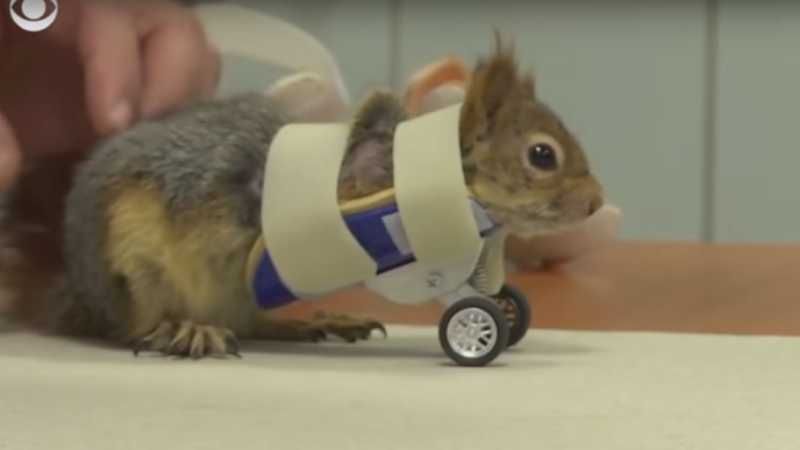 Белка на колесах: травмированному животному сделали необычные протезы (видео)