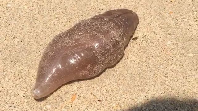 Дивну істоту винесло на берег у Таїланді: відео Дивну істоту винесло на берег у Таїланді: відео