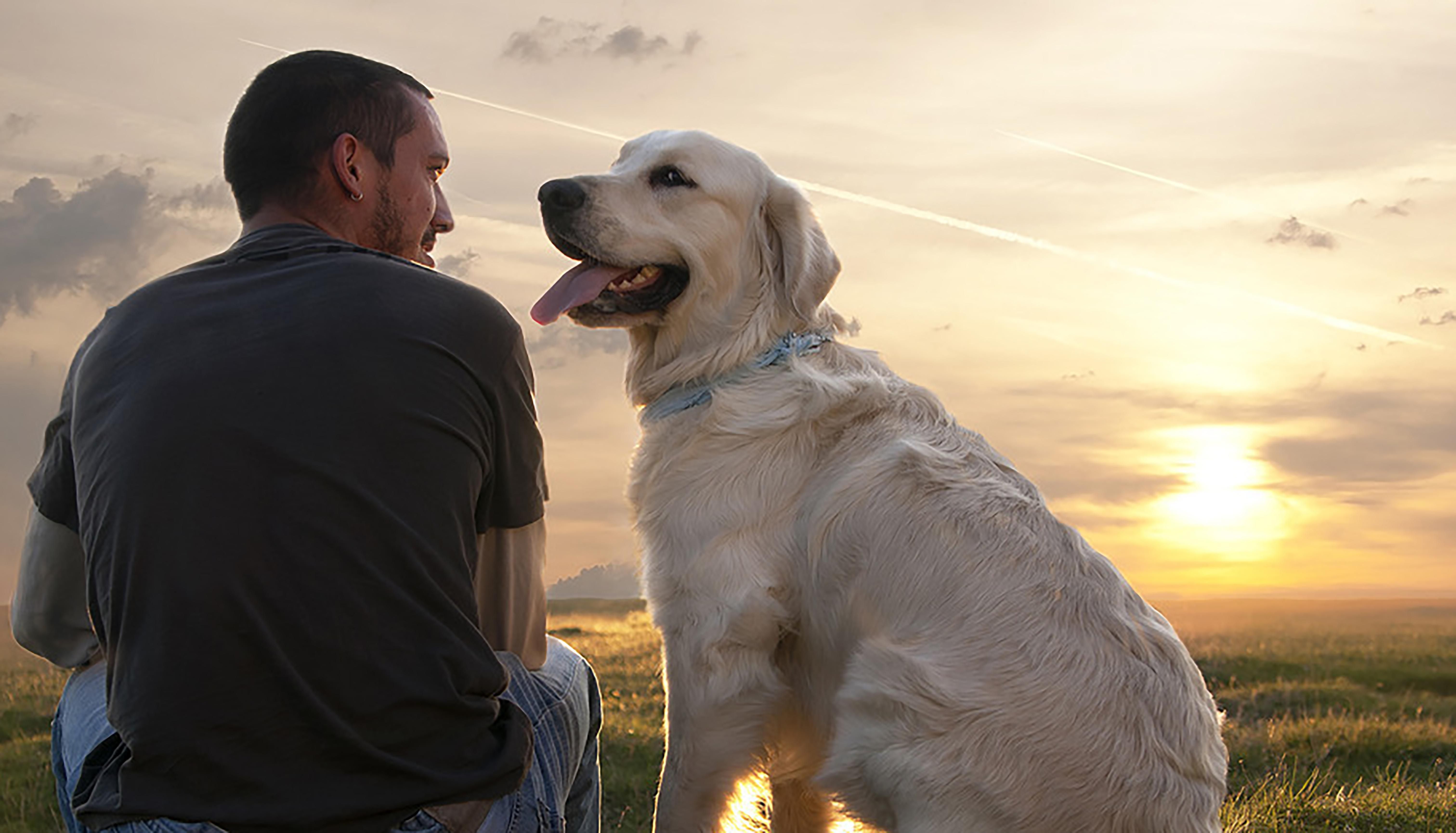 Вчені довели, що собаки вміють розрізняти людські емоції Вчені довели, що собаки вміють розрізняти людські емоції