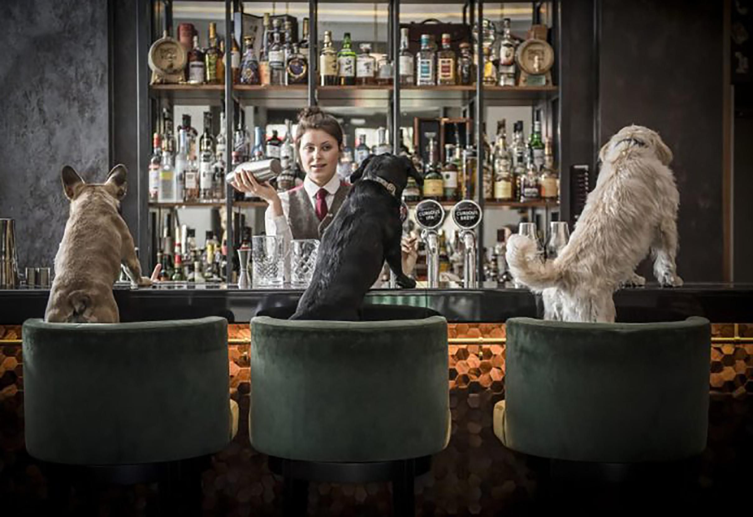 Лондонський бар готує коктейлі для собак Лондонський бар готує коктейлі для собак