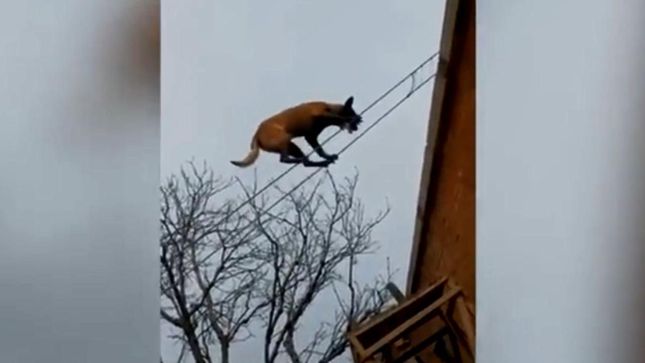 Собака здивував незвичайними здібностями: кумедне відео Собака здивував незвичайними здібностями: кумедне відео