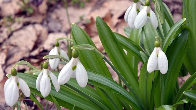 У Холодному Яру масово зацвіли рідкісні підсніжники: казкові фото У Холодному Яру масово зацвіли рідкісні підсніжники: казкові фото