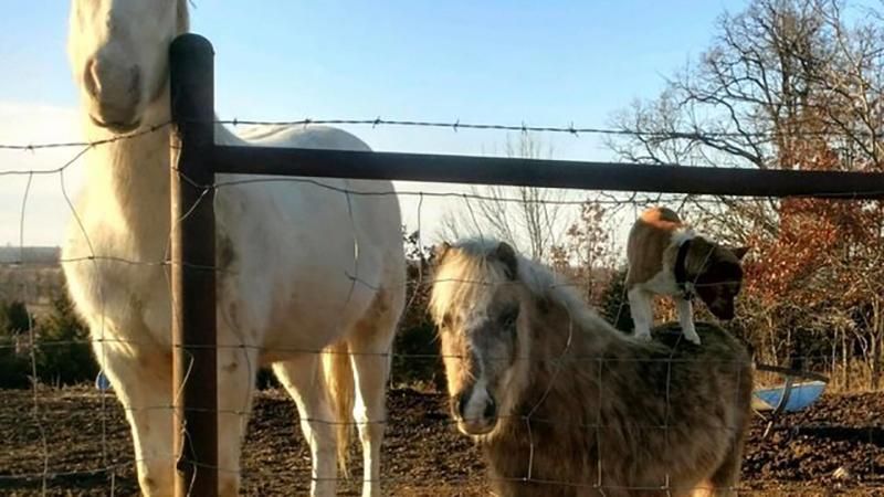 Пес поразил всех катанием на пони: милые видео Пес поразил всех катанием на пони: милые видео