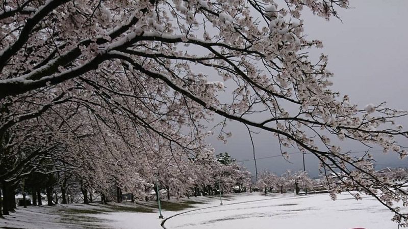 Цветение сакуры и снег: пользователи сети показали погодную аномалию в Японии