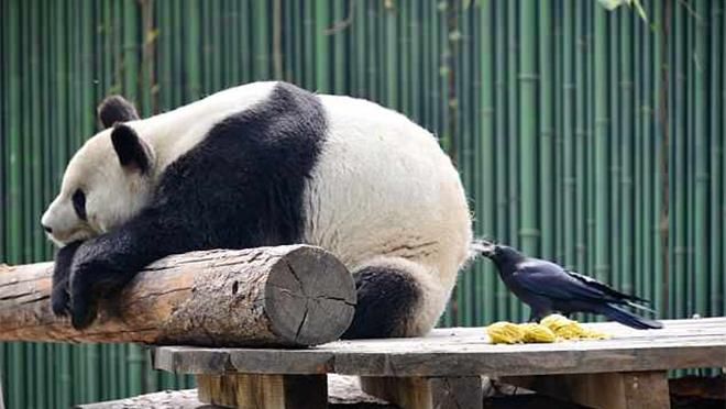 Винахідлива ворона висмикнула з панди жмут шерсті, аби звити гніздо: кумедні фото Винахідлива ворона висмикнула з панди жмут шерсті, аби звити гніздо: кумедні фото