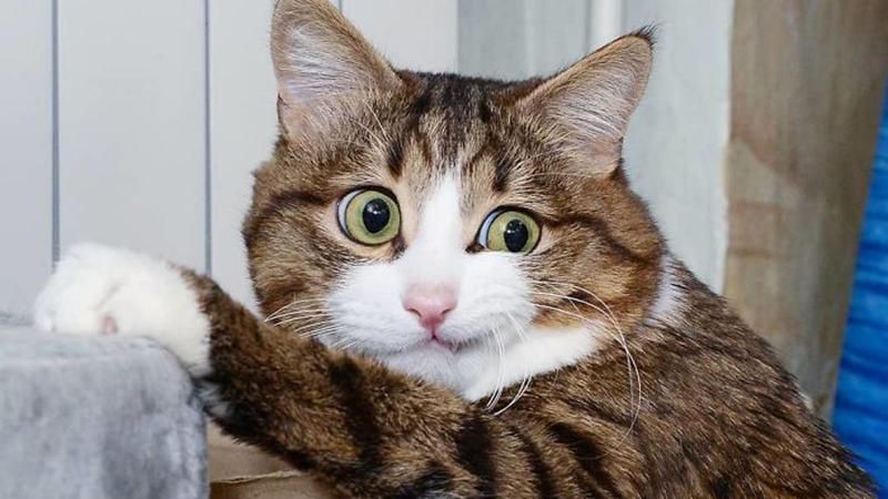 Кішка розвеселила мережу яскравими емоціями, незважаючи на проблеми із здоров'ям Кішка розвеселила мережу яскравими емоціями, незважаючи на проблеми із здоров'ям