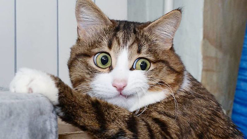 Кошка развеселила сеть яркими эмоциями, несмотря на проблемы со здоровьем