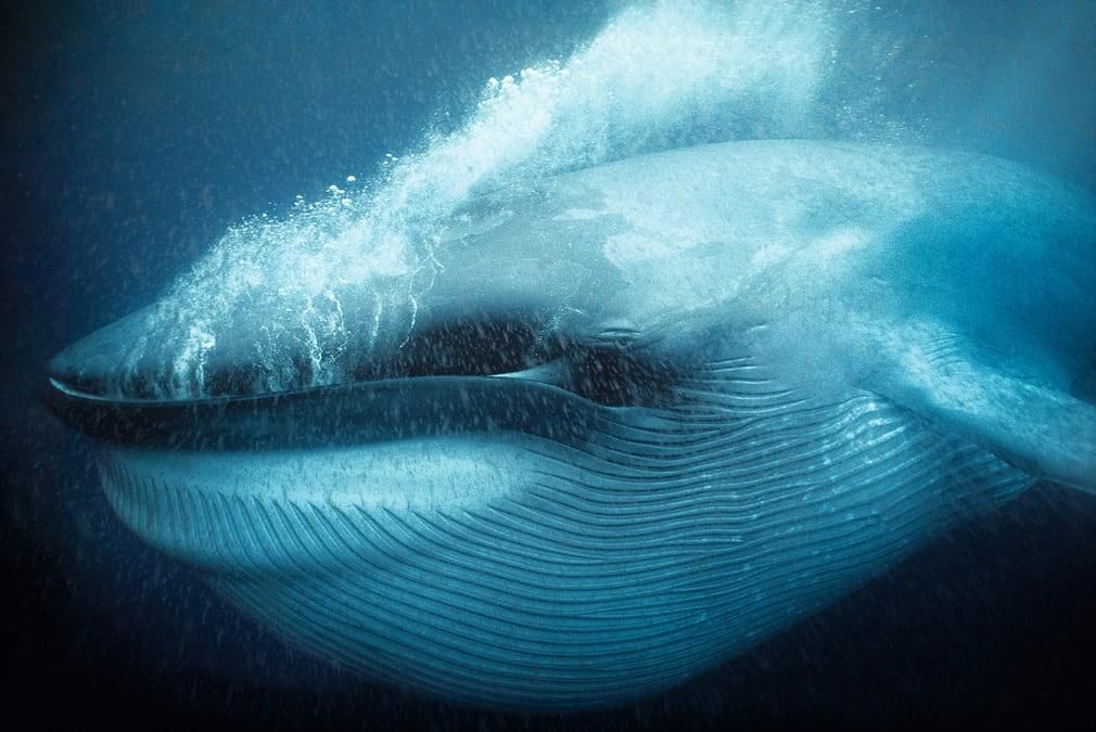 14 наилучших подводных фотографий