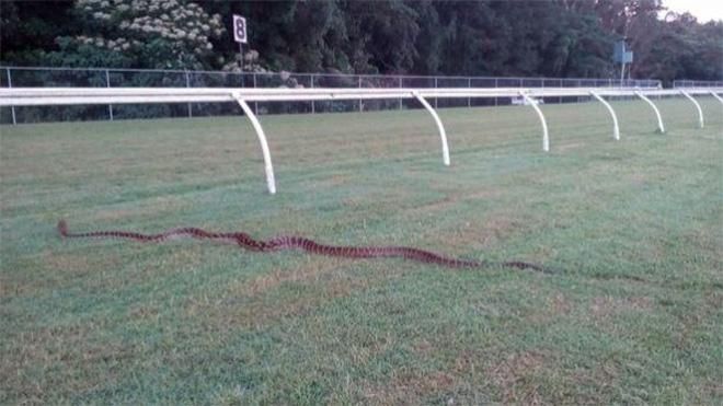 В Австралії жокей стрибав через гігантського пітона, бо думав, що це канава: фото В Австралії жокей стрибав через гігантського пітона, бо думав, що це канава: фото