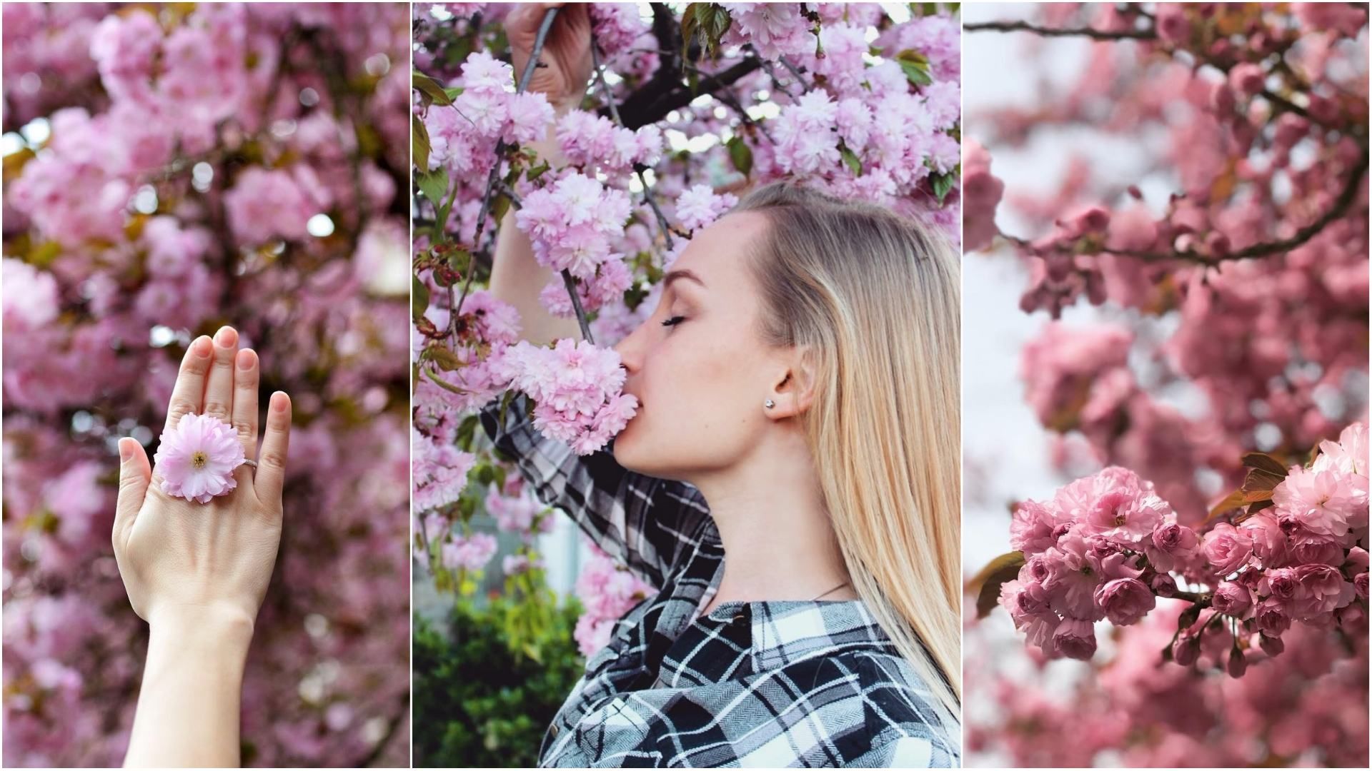 Сакури в Ужгороді 2018: як місто потонуло в рожевому цвіті, – фото з соцмереж