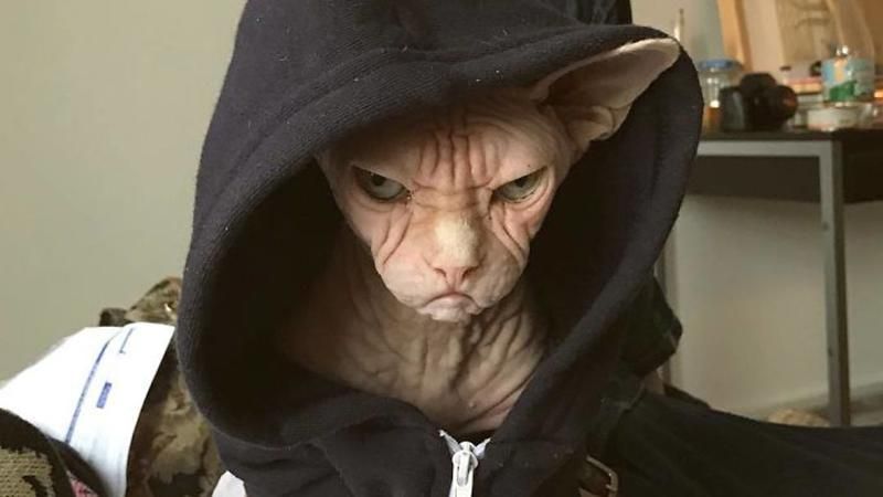 Постоянно рассерженный кот стал звездой сети: фото Постоянно рассерженный кот стал звездой сети: фото