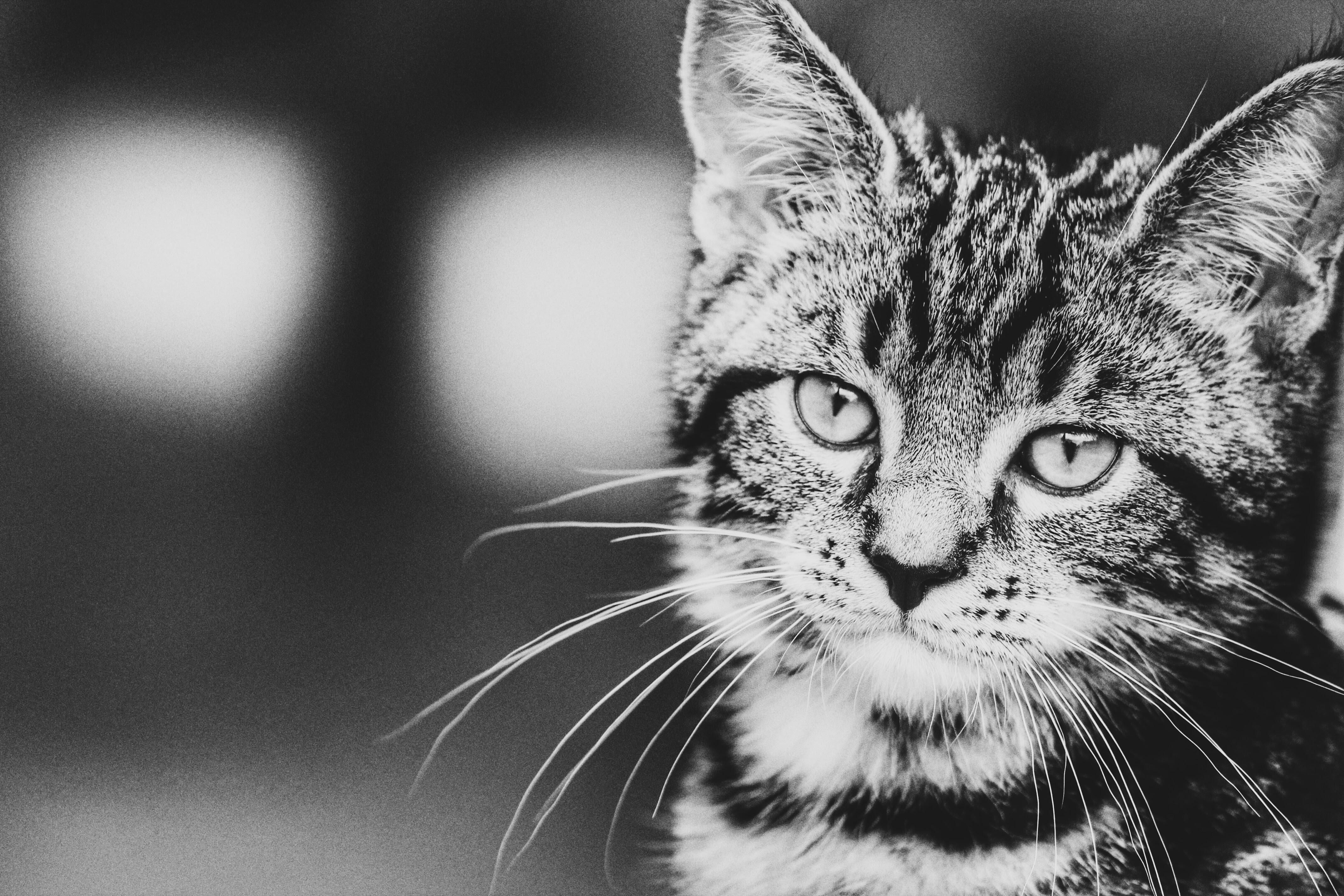 Чому кошенята видаються милими: пояснення науковців
