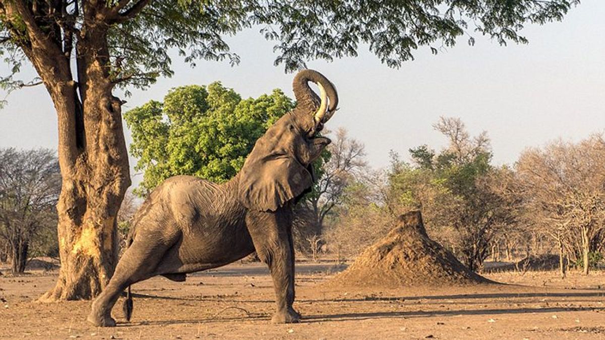 В Африке слон посреди дороги выполнил упражнение из йоги: курьезное видео