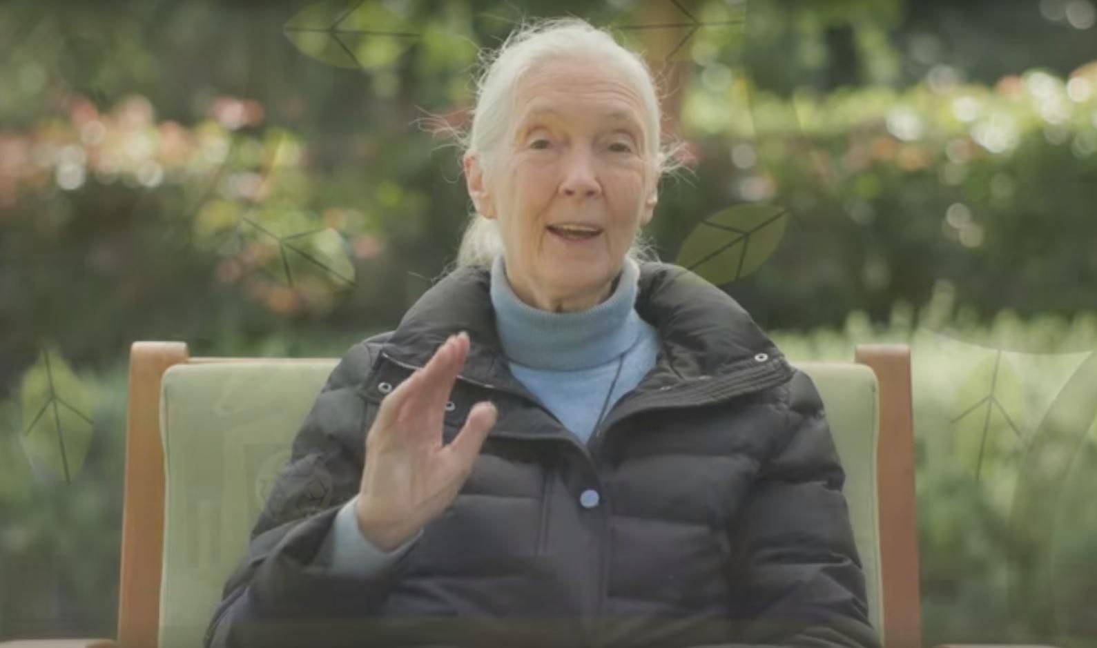 День Земли 2018: Google посвятил дудл Джейн Гудолл - кто она такая
