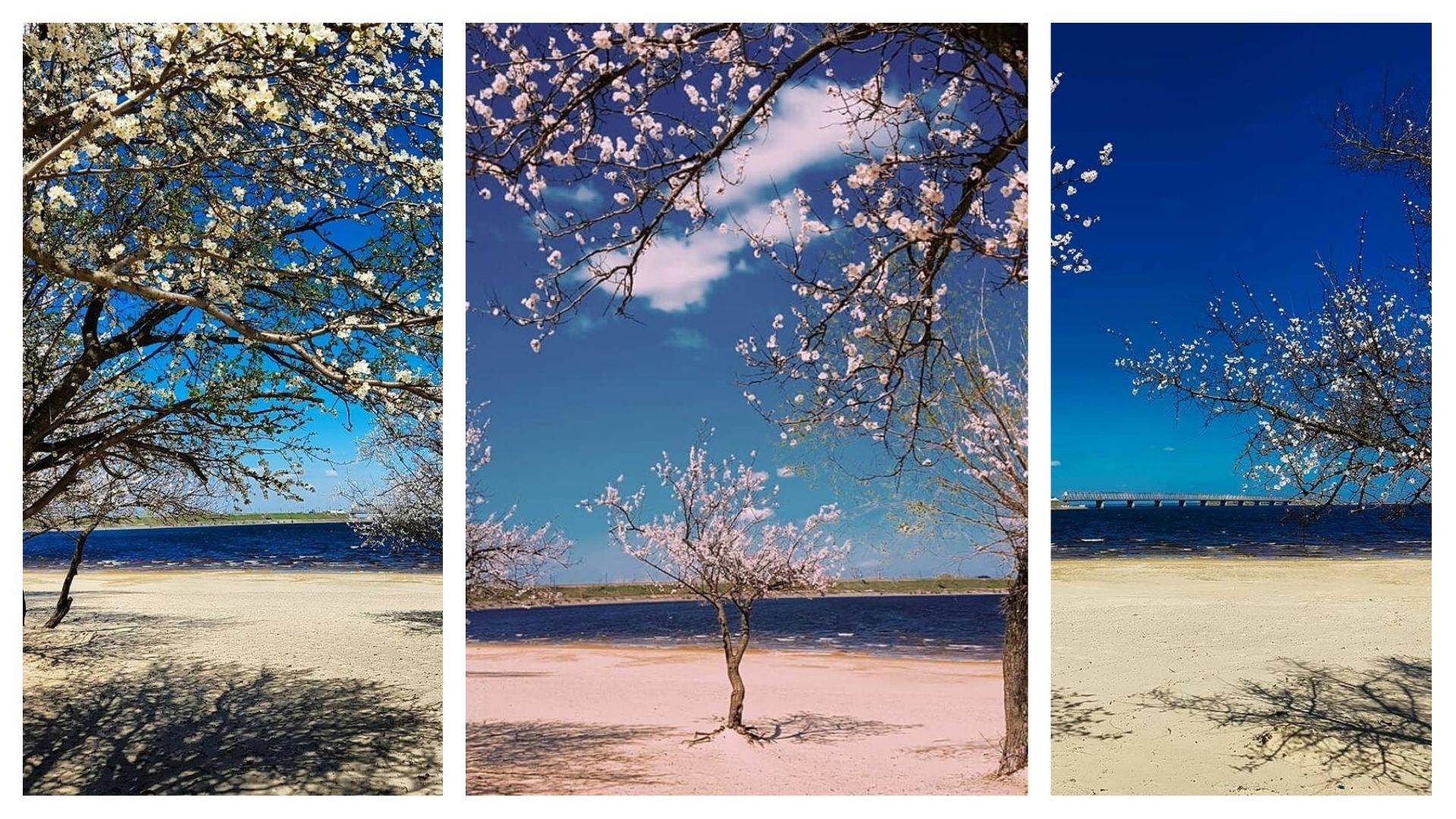 Неймовірної краси фото: у Черкасах зацвіли дерева на набережній