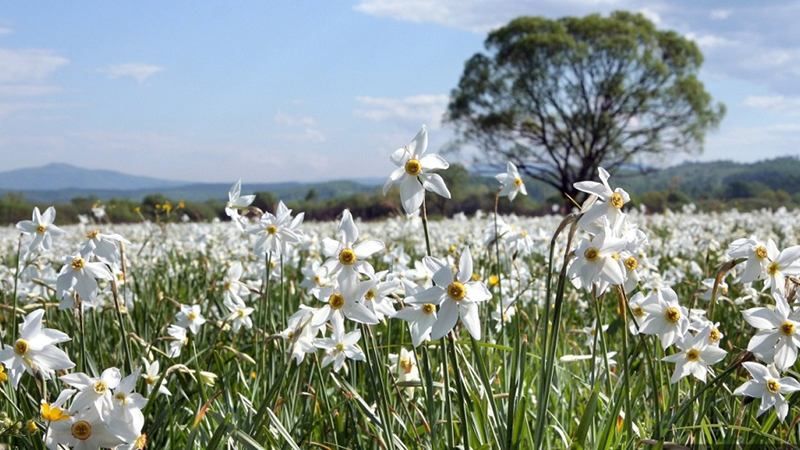 На Закарпатті розцвіла Долина нарцисів: перші фото На Закарпатті розцвіла Долина нарцисів: перші фото