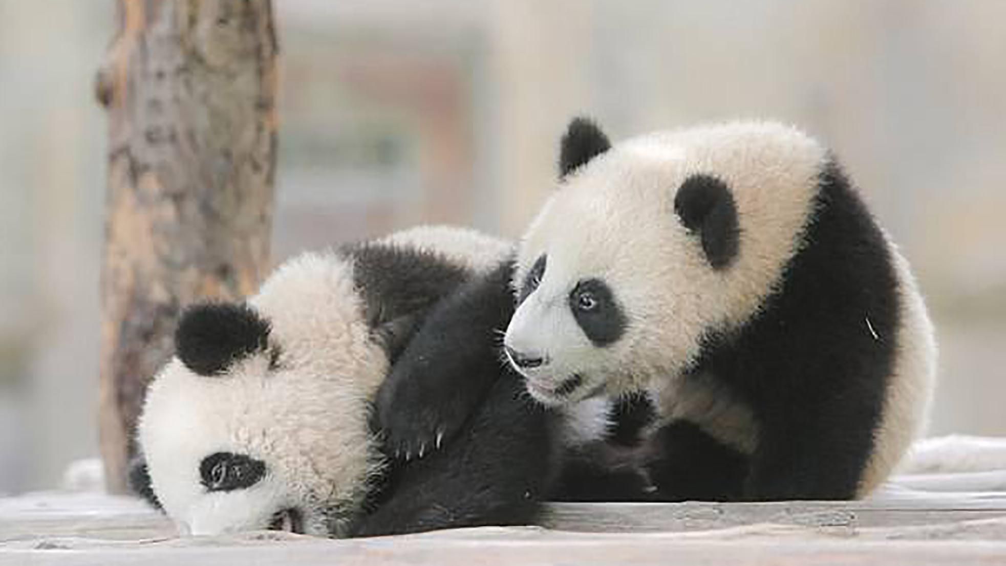 Полугодовалым пандам подарили имена: забавные фото
