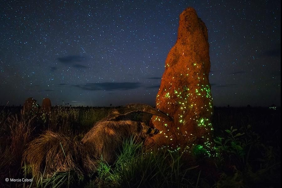 Муравьед, фотография которого победила в престижном конкурсе, оказался чучелом Муравьед, фотография которого победила в престижном конкурсе, оказался чучелом