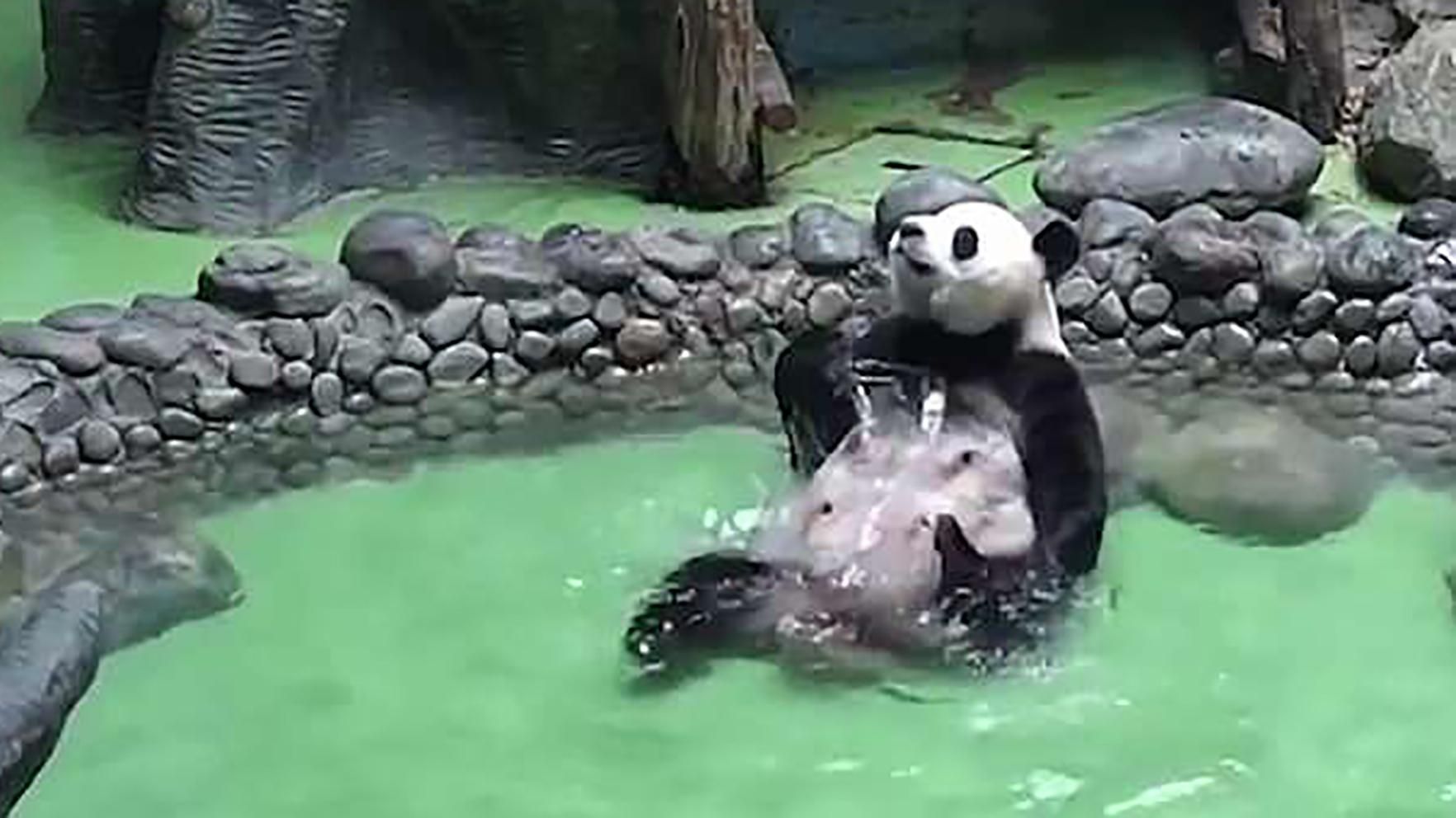 Панда в бассейне спасается от жары обливанием: смешное видео