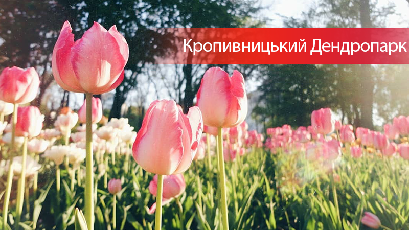 Кропивницький Дендропарк замайорів тюльпанами: неймовірні фото з соцмереж 