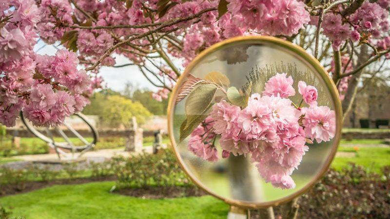 Квіти через збільшувальне скло: весняні фото підкорили мережу