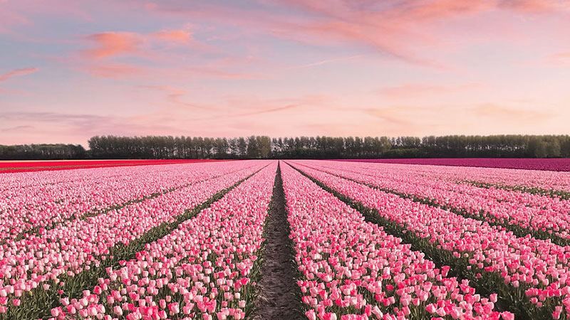 Тюльпаны превратили Нидерланды в сказочную страну: удивительные фото